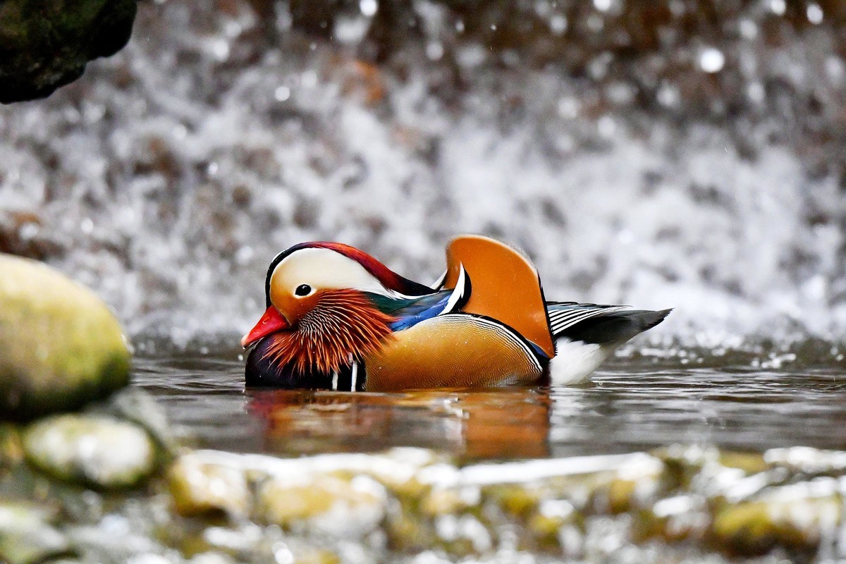 酷暑难耐 鸳鸯戏水