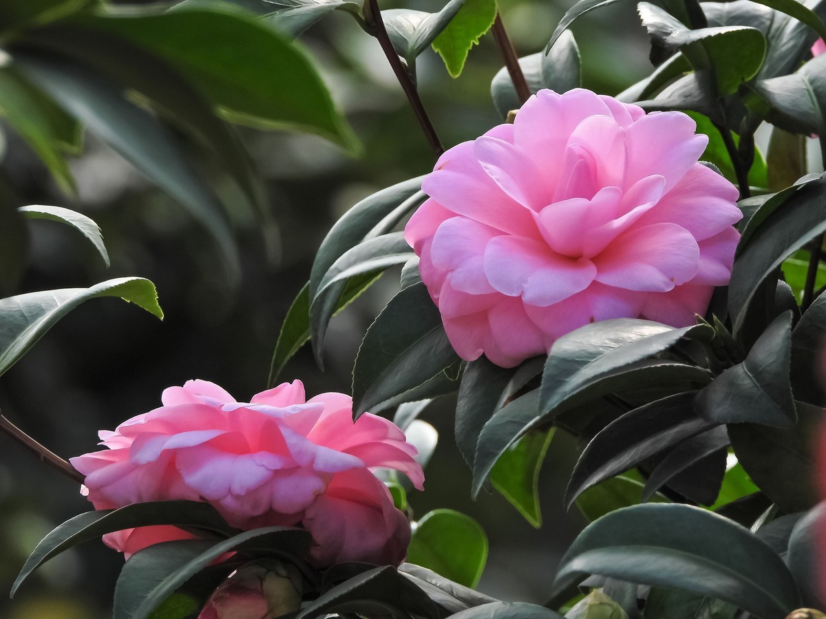 茶花盛放悄无声