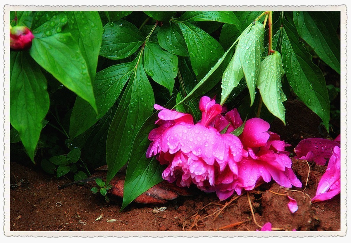 拍芍药时突遇狂风暴雨，然后再看芍药......