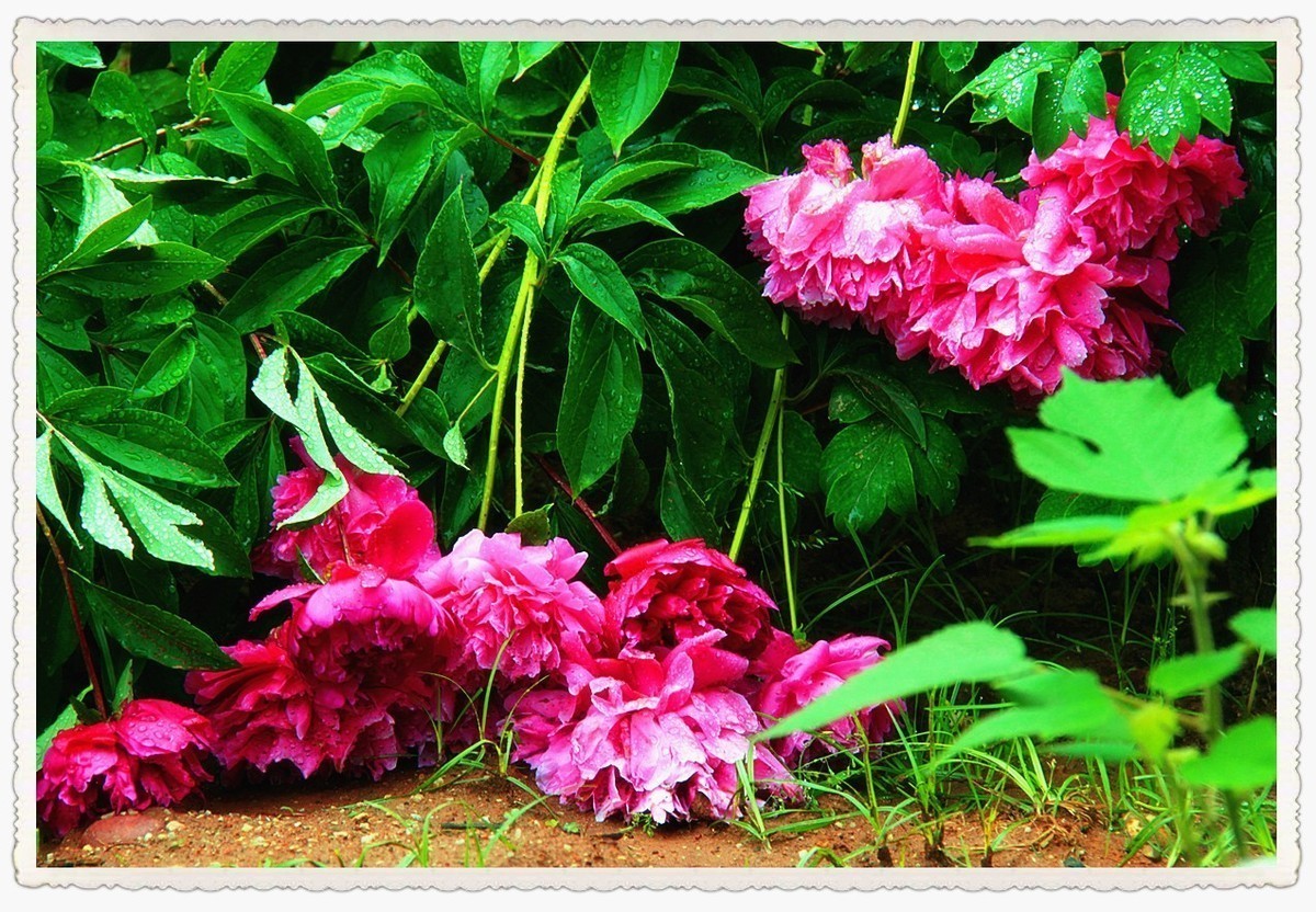 拍芍药时突遇狂风暴雨，然后再看芍药......