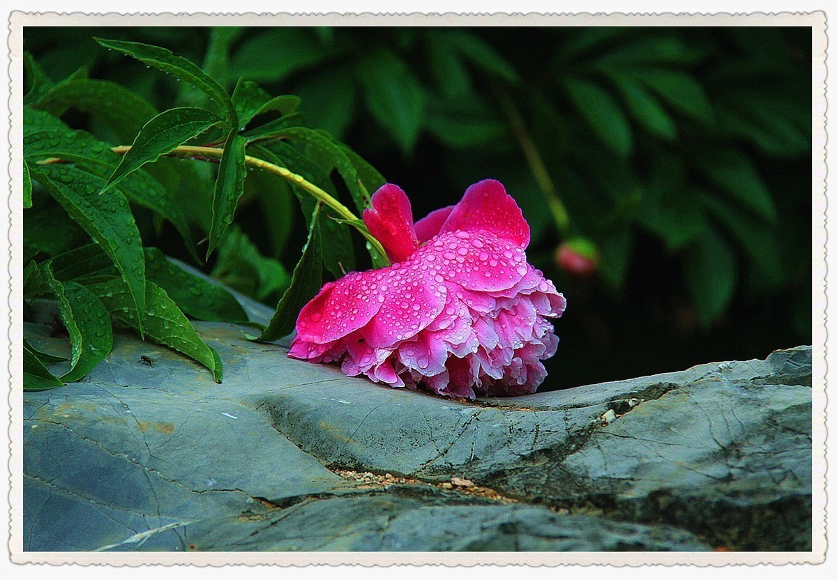 拍芍药时突遇狂风暴雨，然后再看芍药......