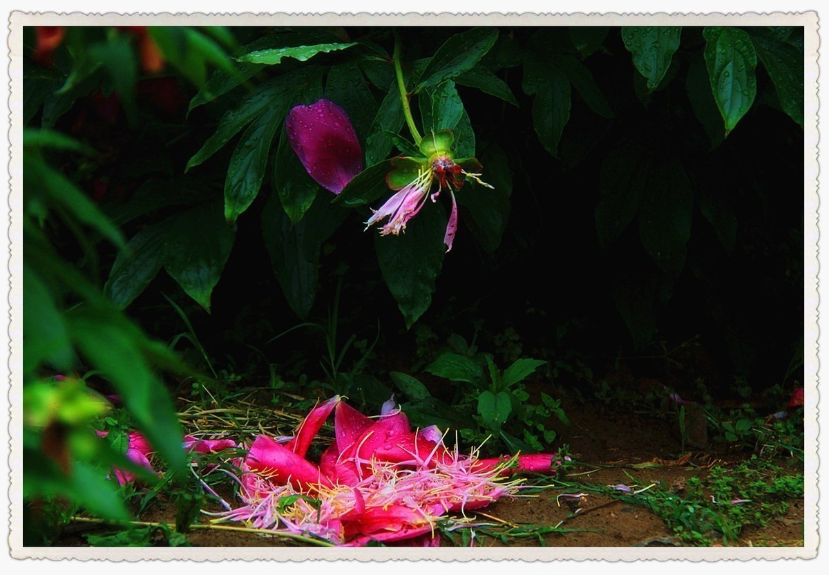 拍芍药时突遇狂风暴雨，然后再看芍药......