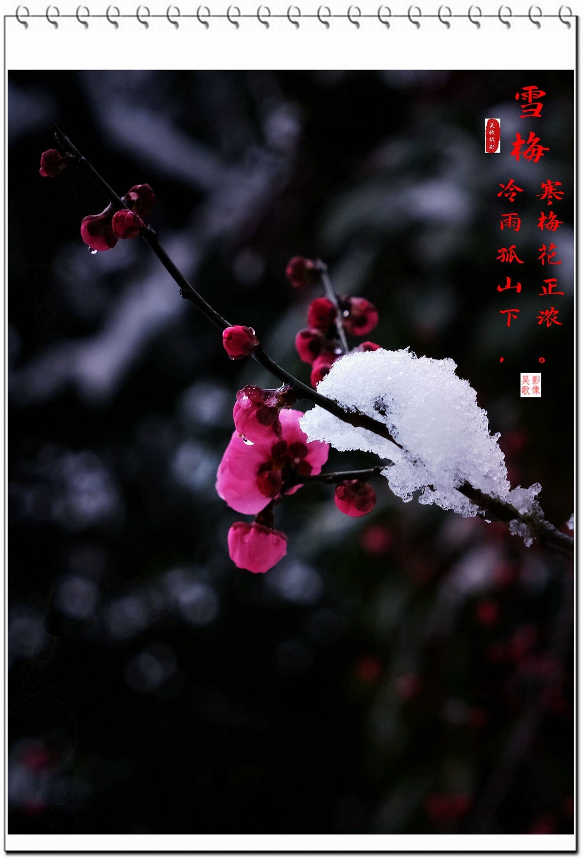 雪梅-中关村在线摄影论坛