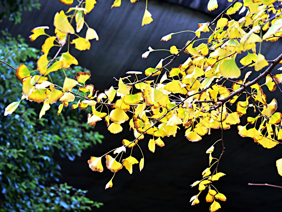 花开花谢  春去秋来