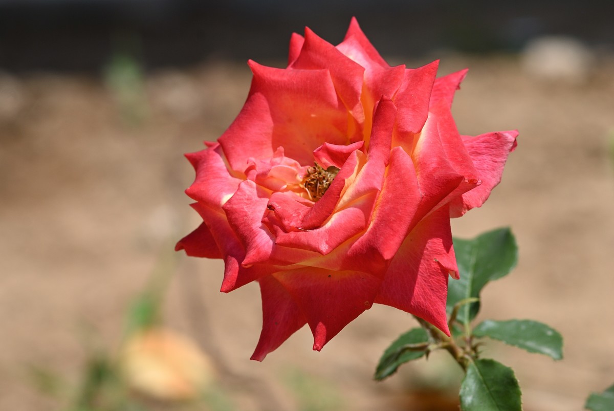 月季花开（二）