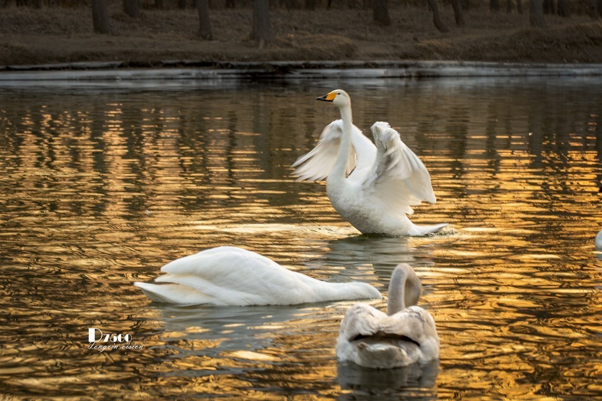 #版主坐堂# 尼康D5100星空(中国)2023年7月份优秀作品精选汇总