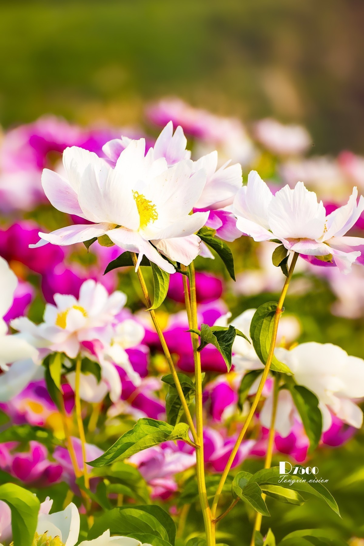 #版主坐堂# 尼康D5100星空(中国)2023年7月份优秀作品精选汇总