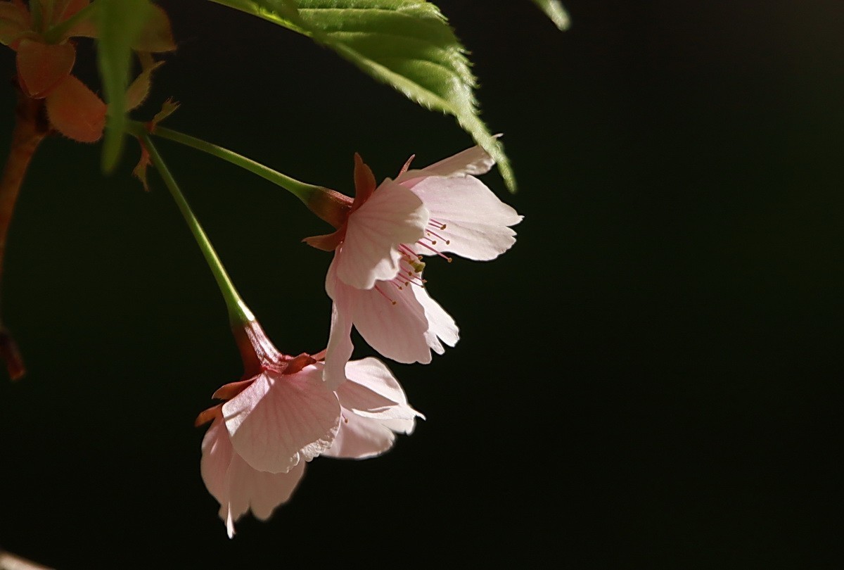 #版主坐堂# 尼康D5100星空(中国)2023年7月份优秀作品精选汇总