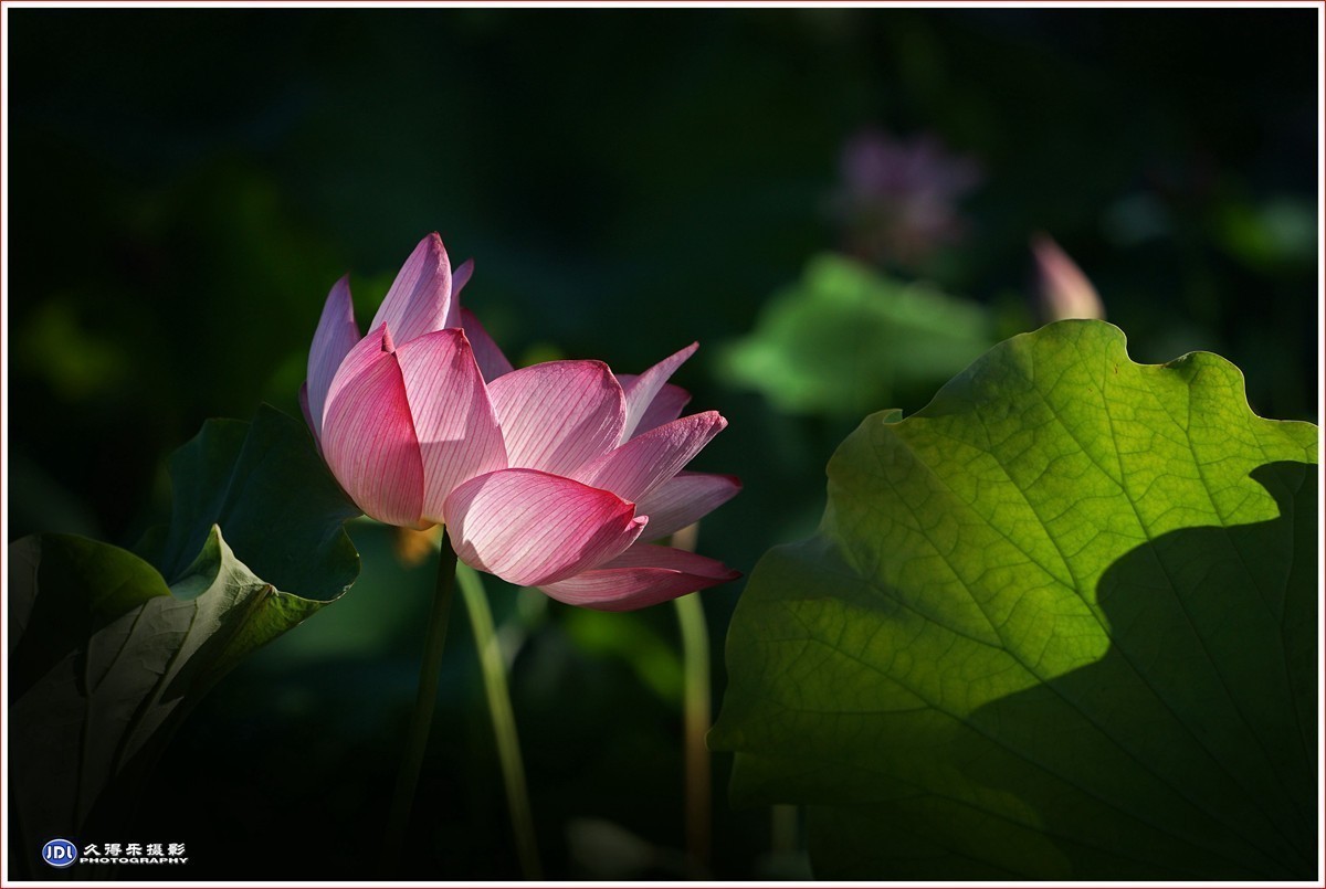 #版主坐堂# 尼康D5100星空(中国)2023年7月份优秀作品精选汇总