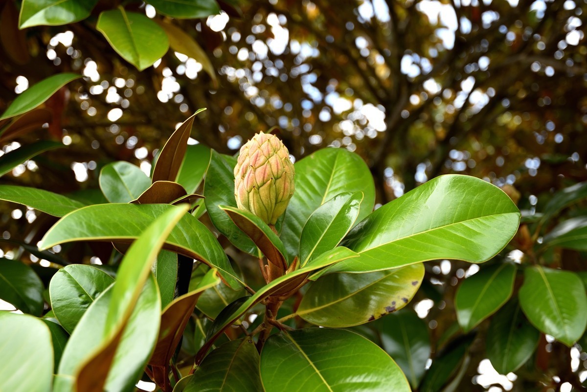 新 西兰奥克兰东区部分街道与民宅  2/2