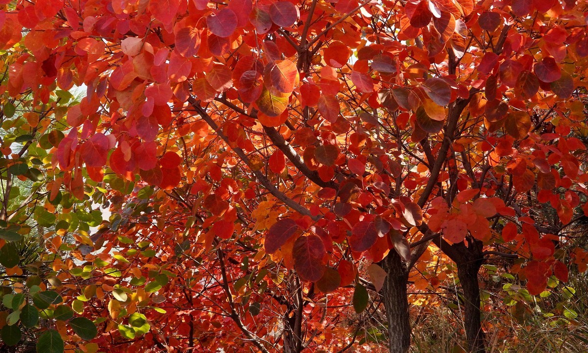 磨山迟家 红叶谷