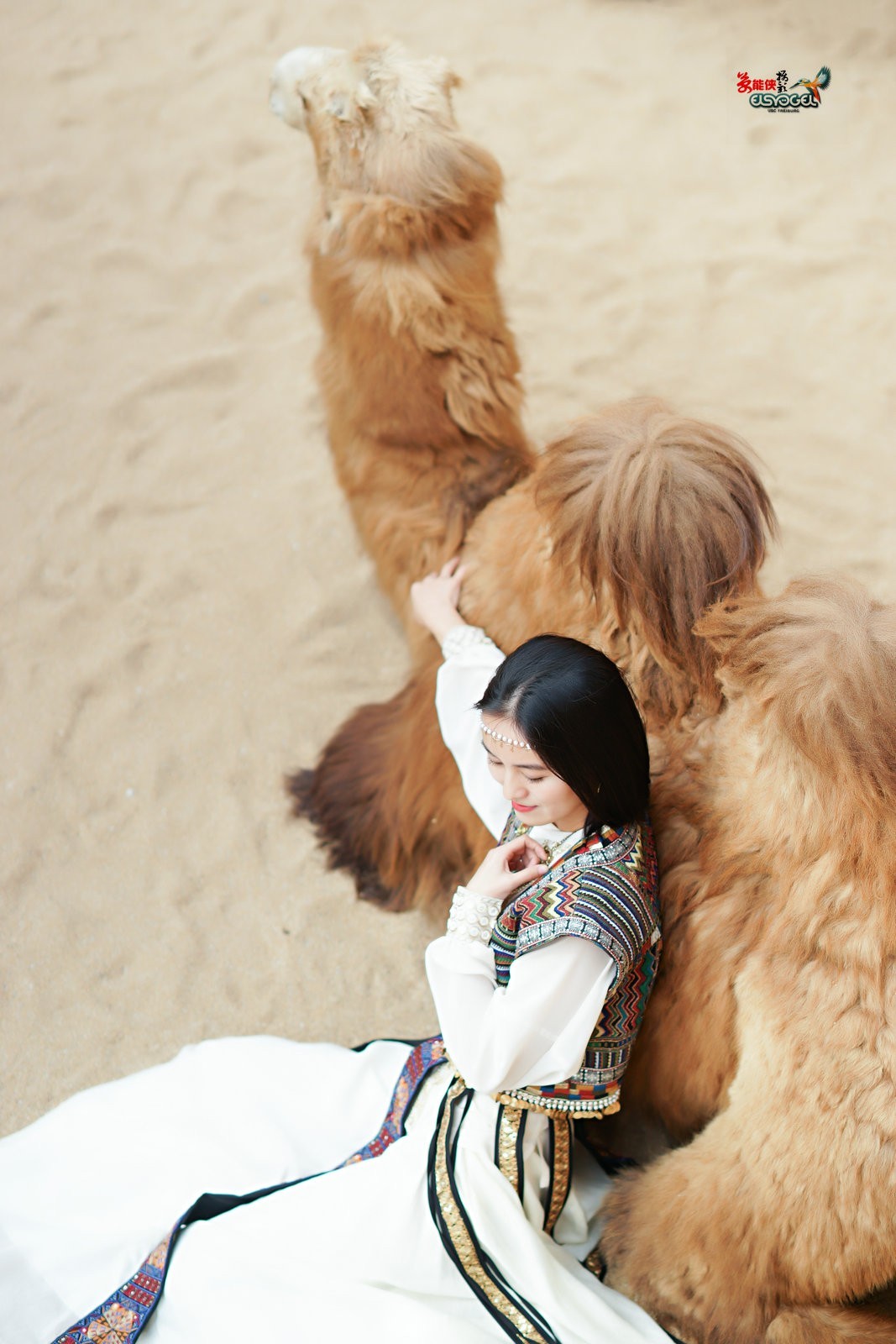 【骆驼女郎】---沛阳