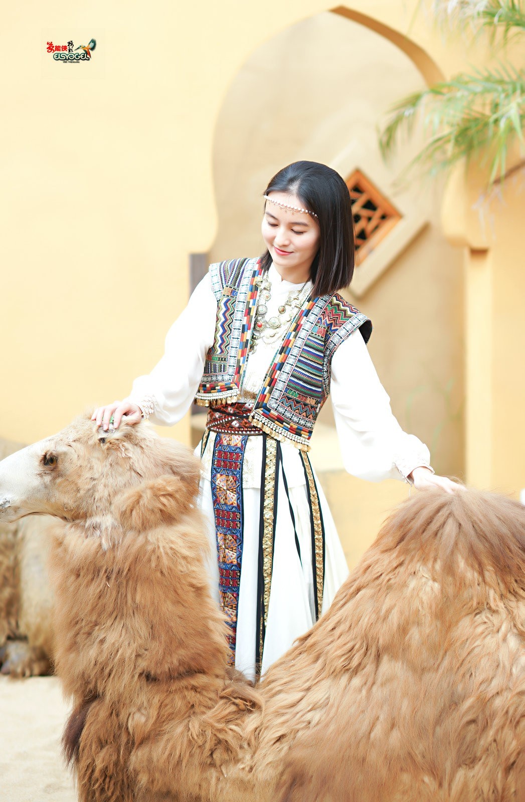 【骆驼女郎】---沛阳