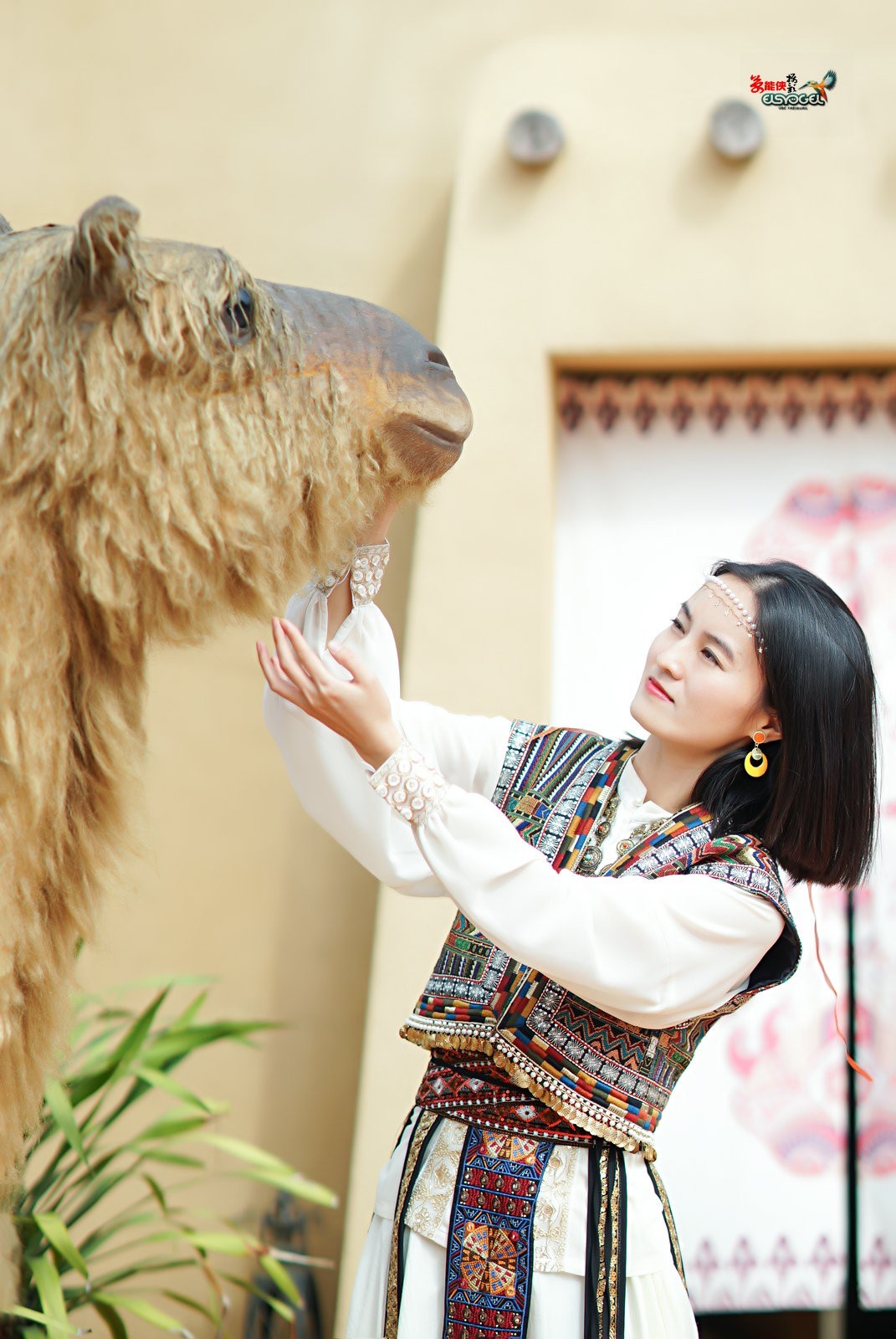 【骆驼女郎】---沛阳