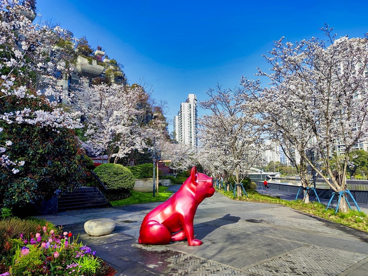 大洋经典苏河湾的樱花