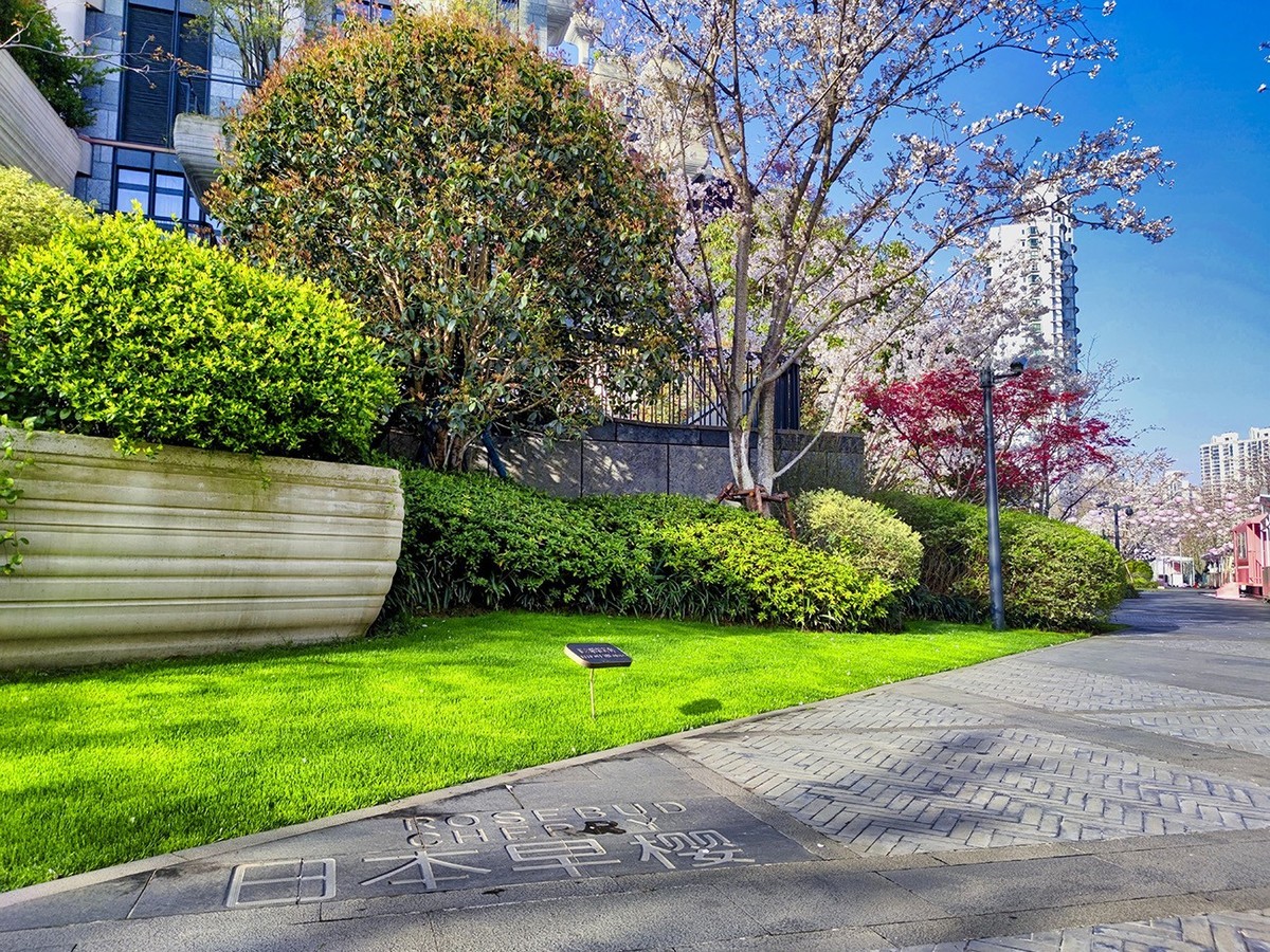 大洋经典苏河湾的樱花