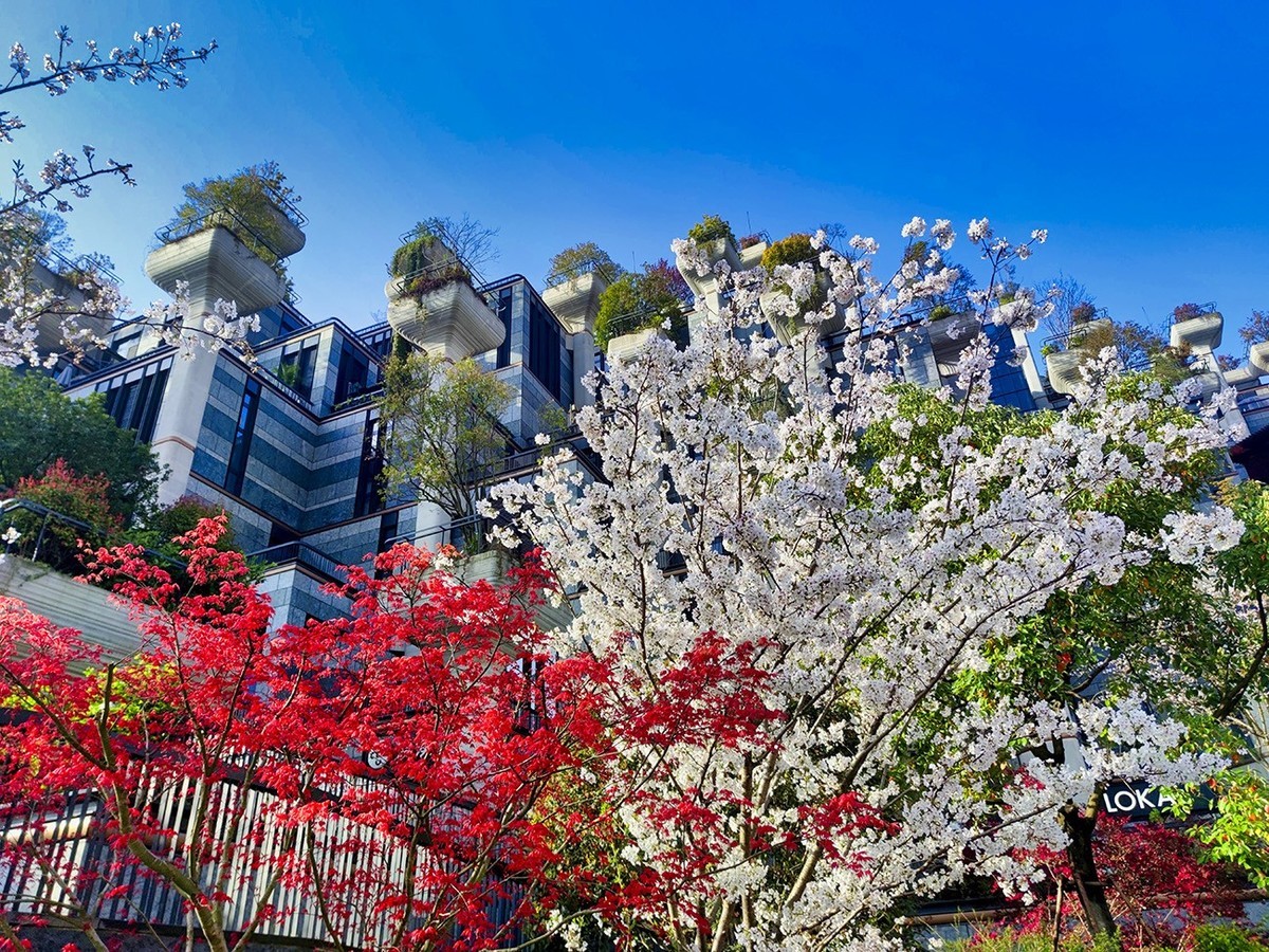 大洋经典苏河湾的樱花