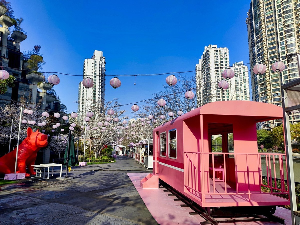 大洋经典苏河湾的樱花