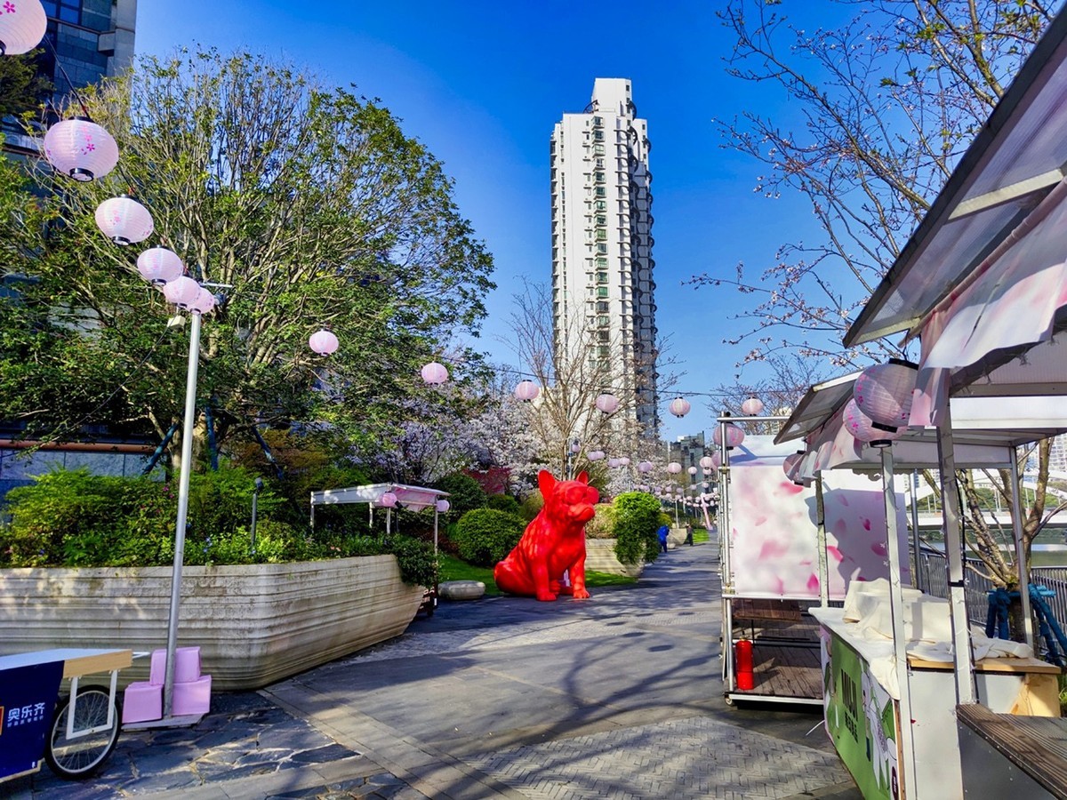 大洋经典苏河湾的樱花