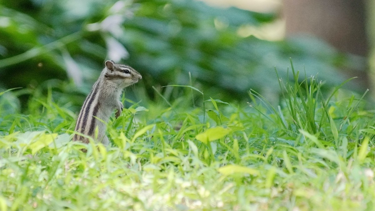 公园有只花狸鼠