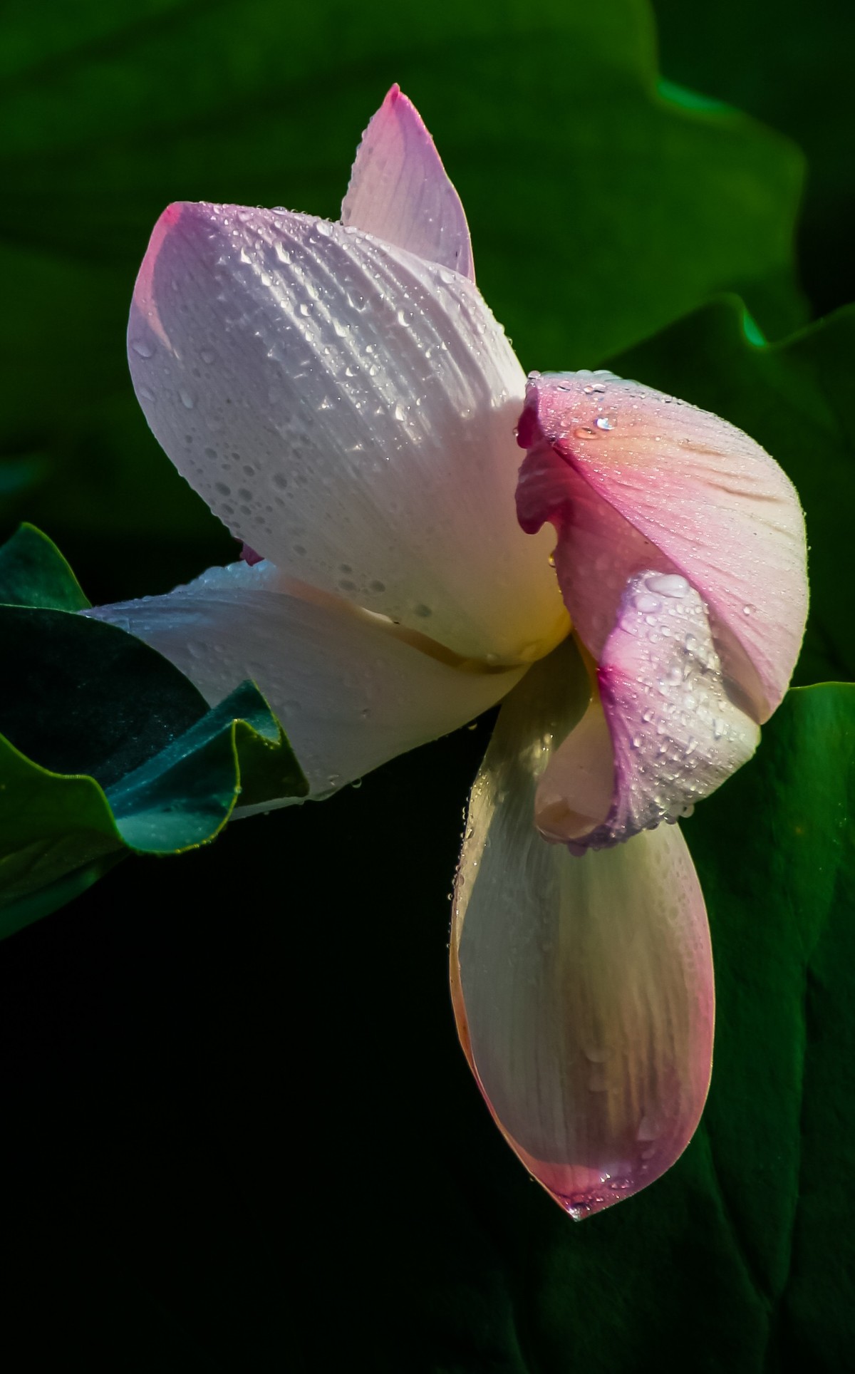 雨打娇荷荷更美