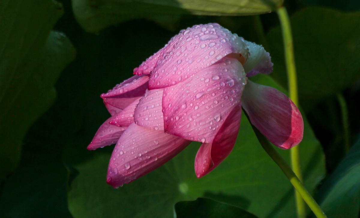 雨打娇荷荷更美