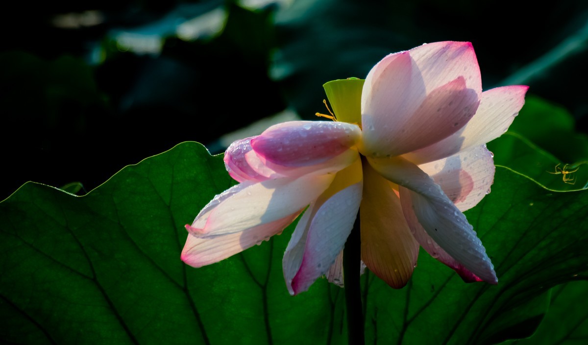 雨打娇荷荷更美