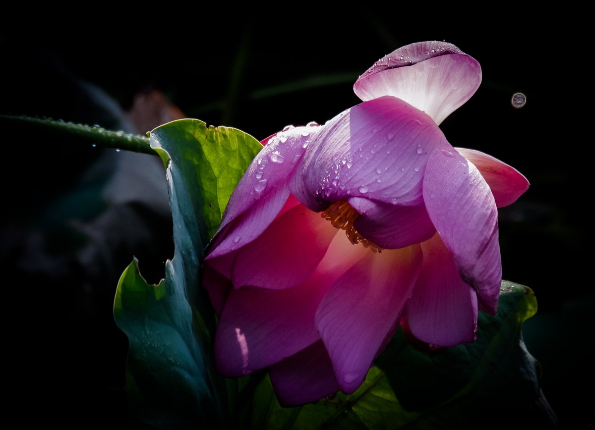 雨打娇荷荷更美
