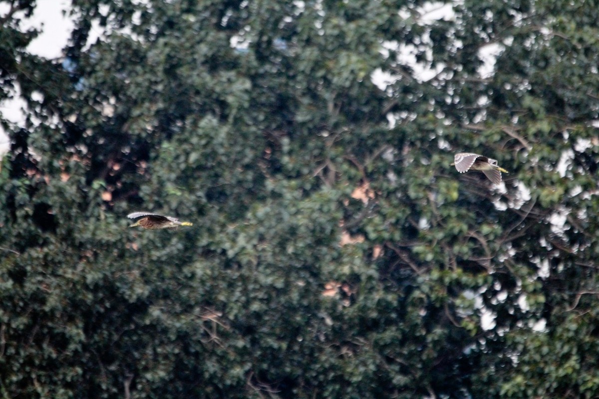 抓拍——明湖鹭鸟（飞版）