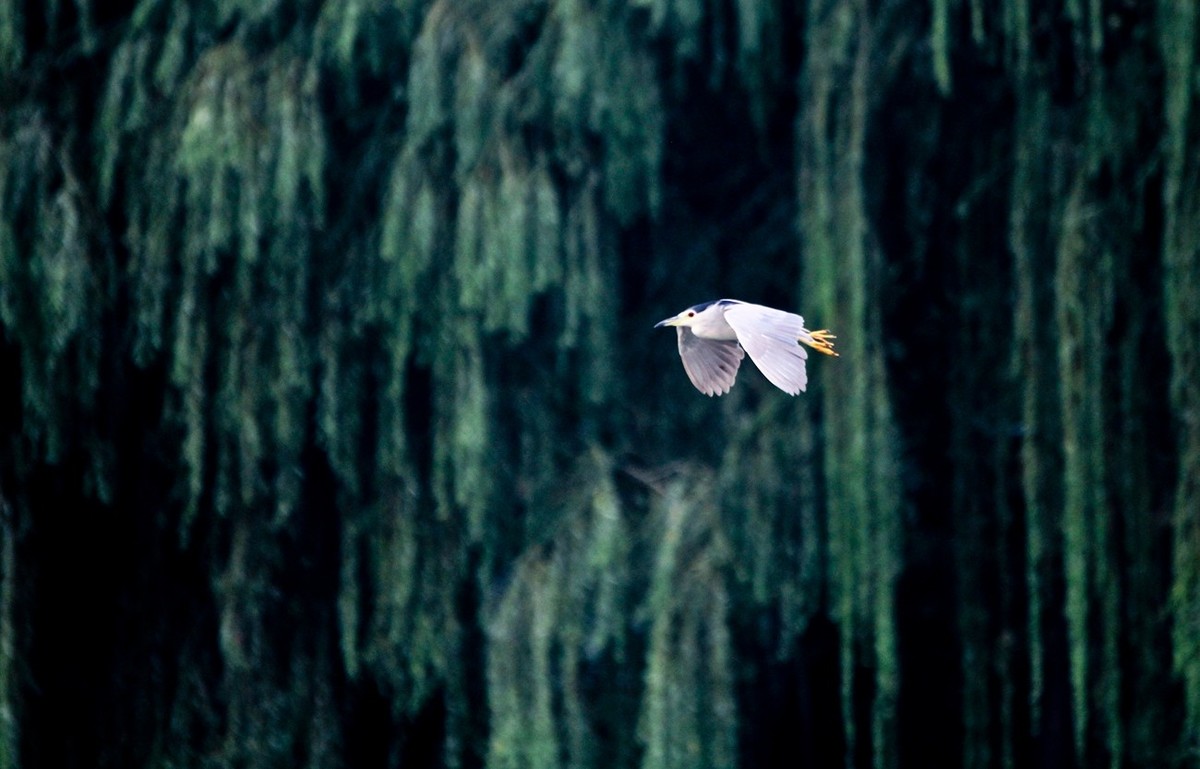 抓拍——明湖鹭鸟（飞版）