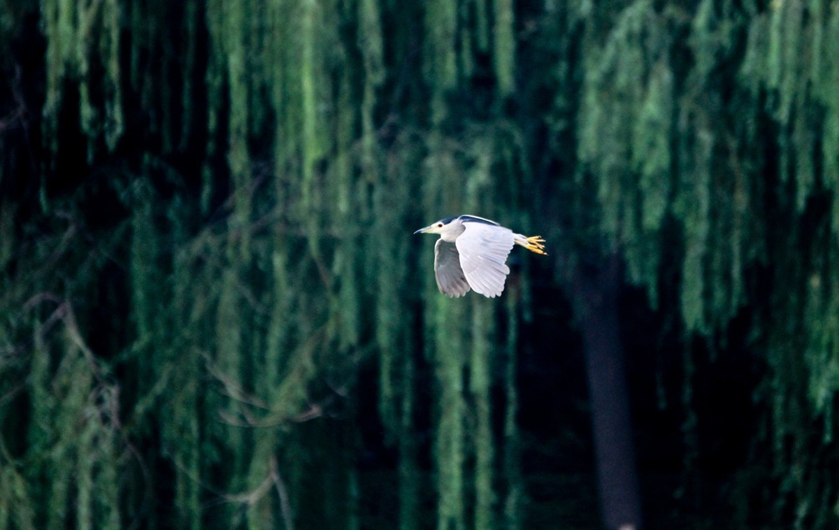 抓拍——明湖鹭鸟（飞版）