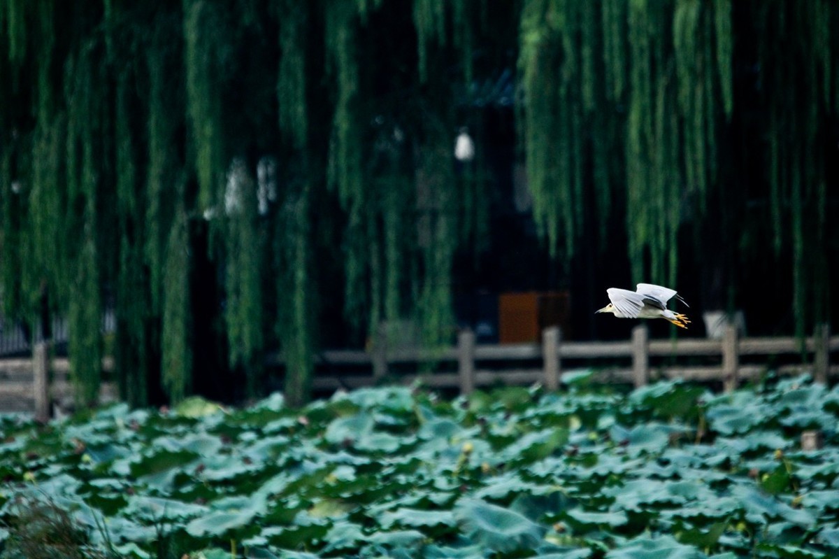 抓拍——明湖鹭鸟（飞版）