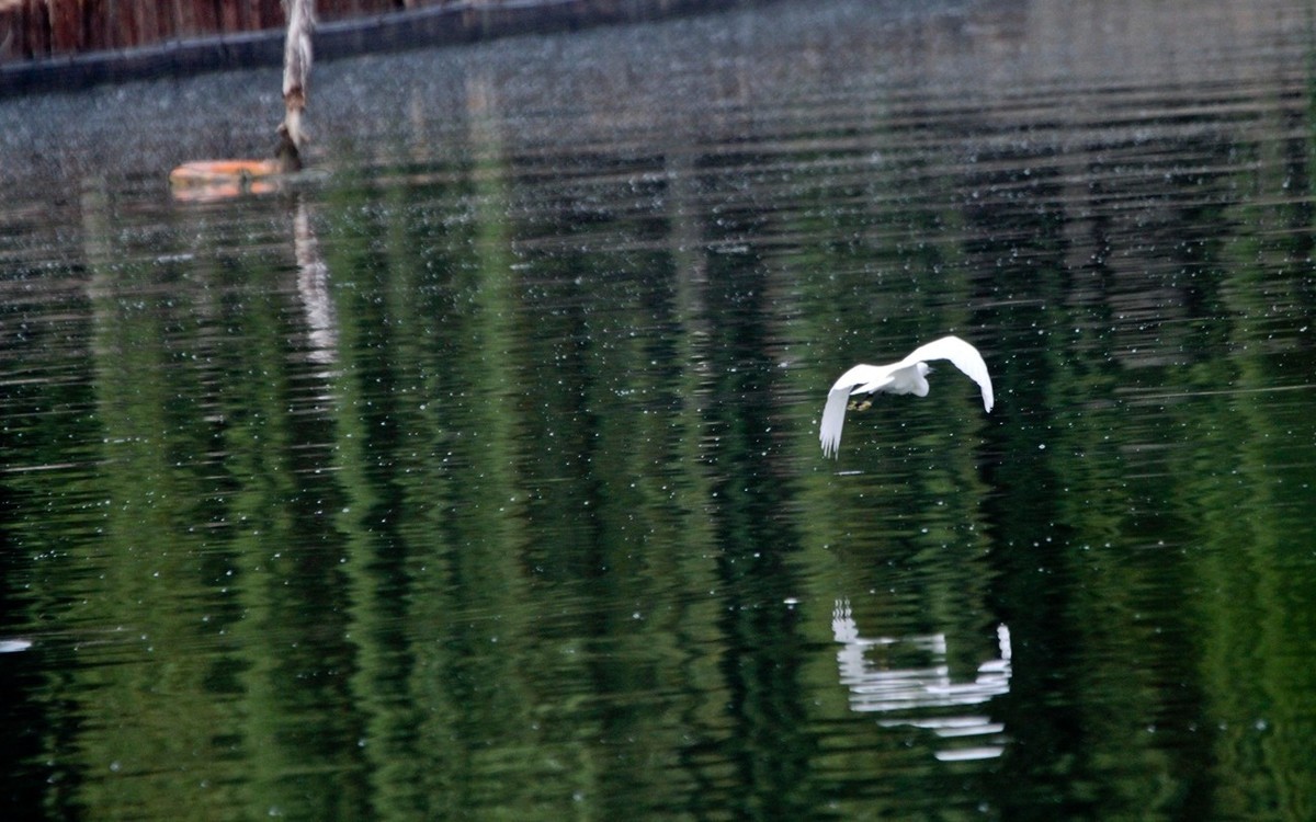 抓拍——明湖鹭鸟（飞版）
