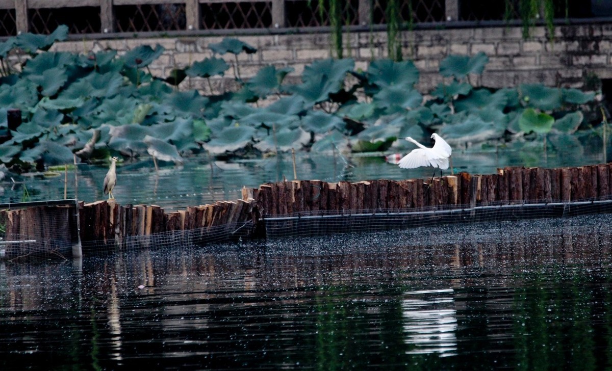 抓拍——明湖鹭鸟（飞版）