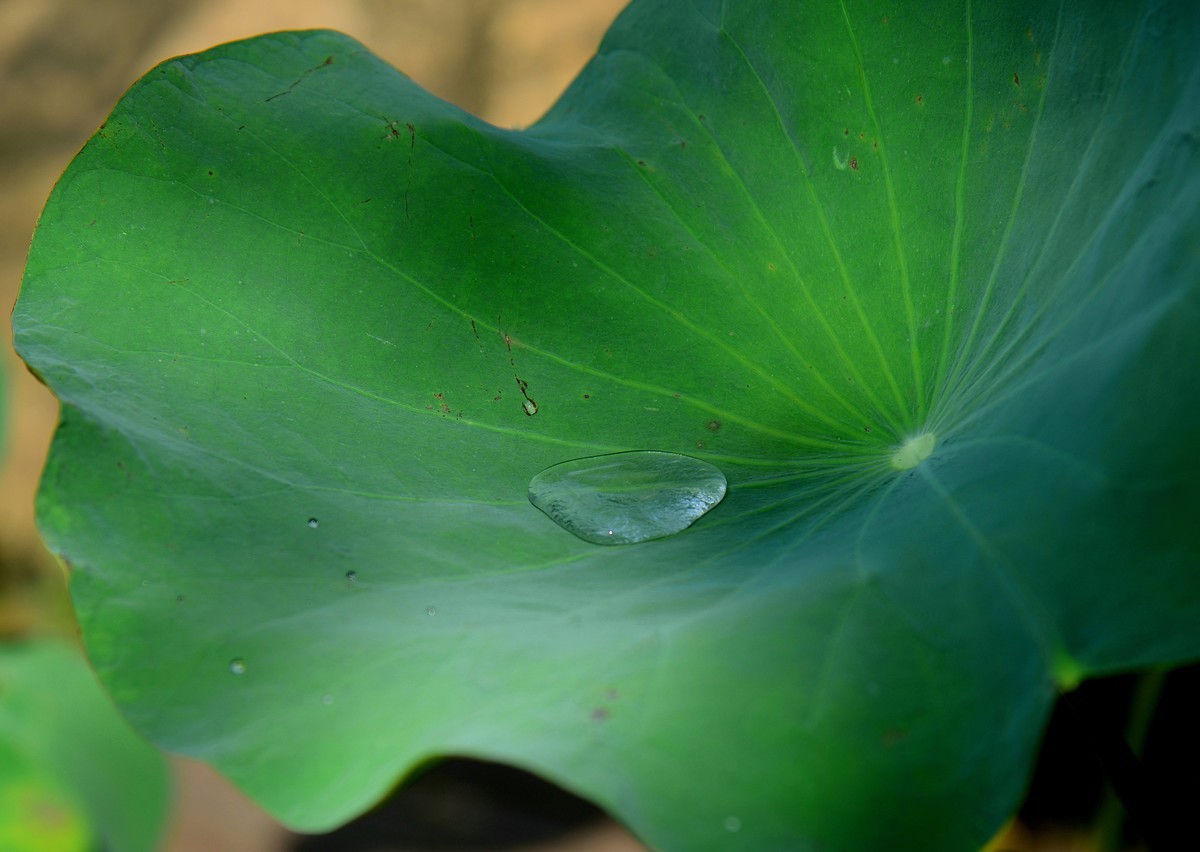 今年最后的秋荷。