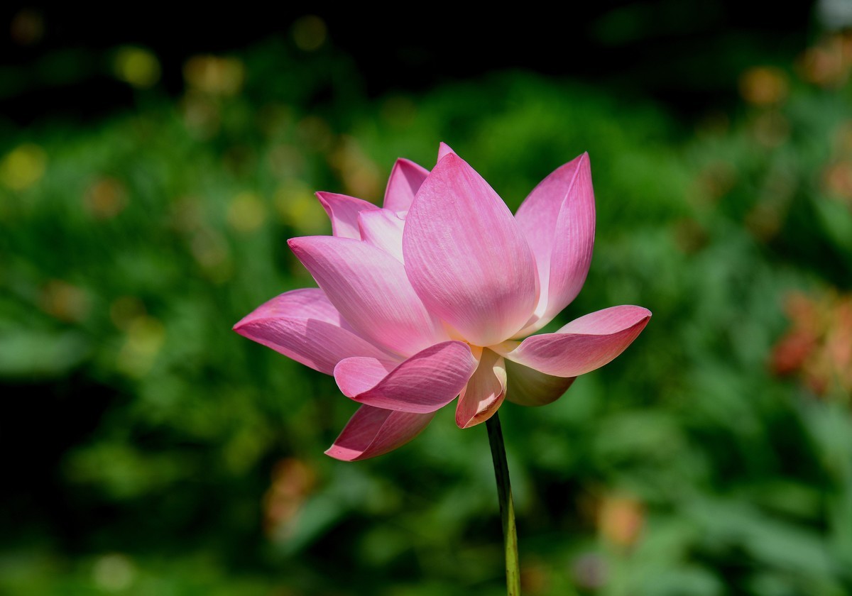 今年最后的秋荷。