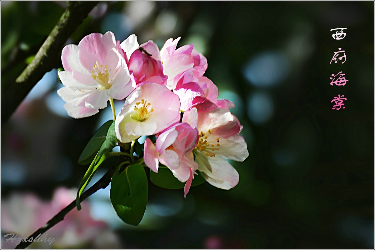 西府海棠（2024242）