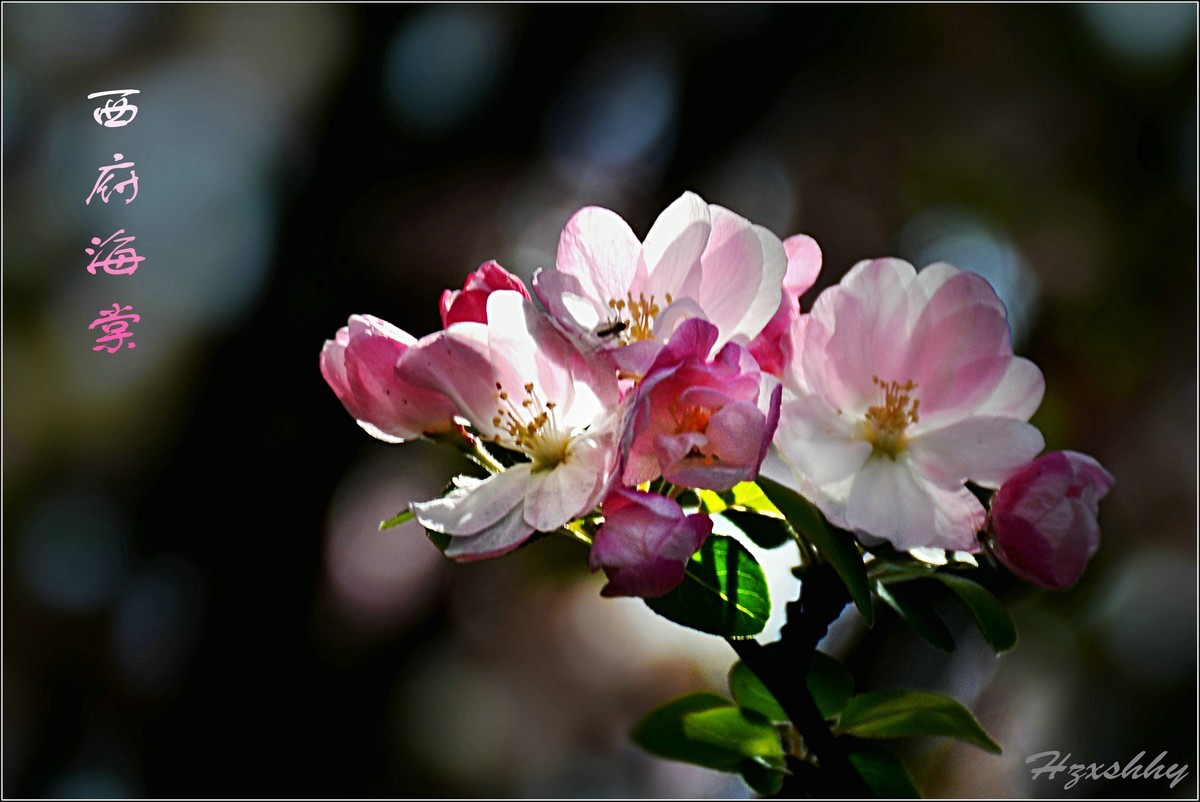 西府海棠（2024242）