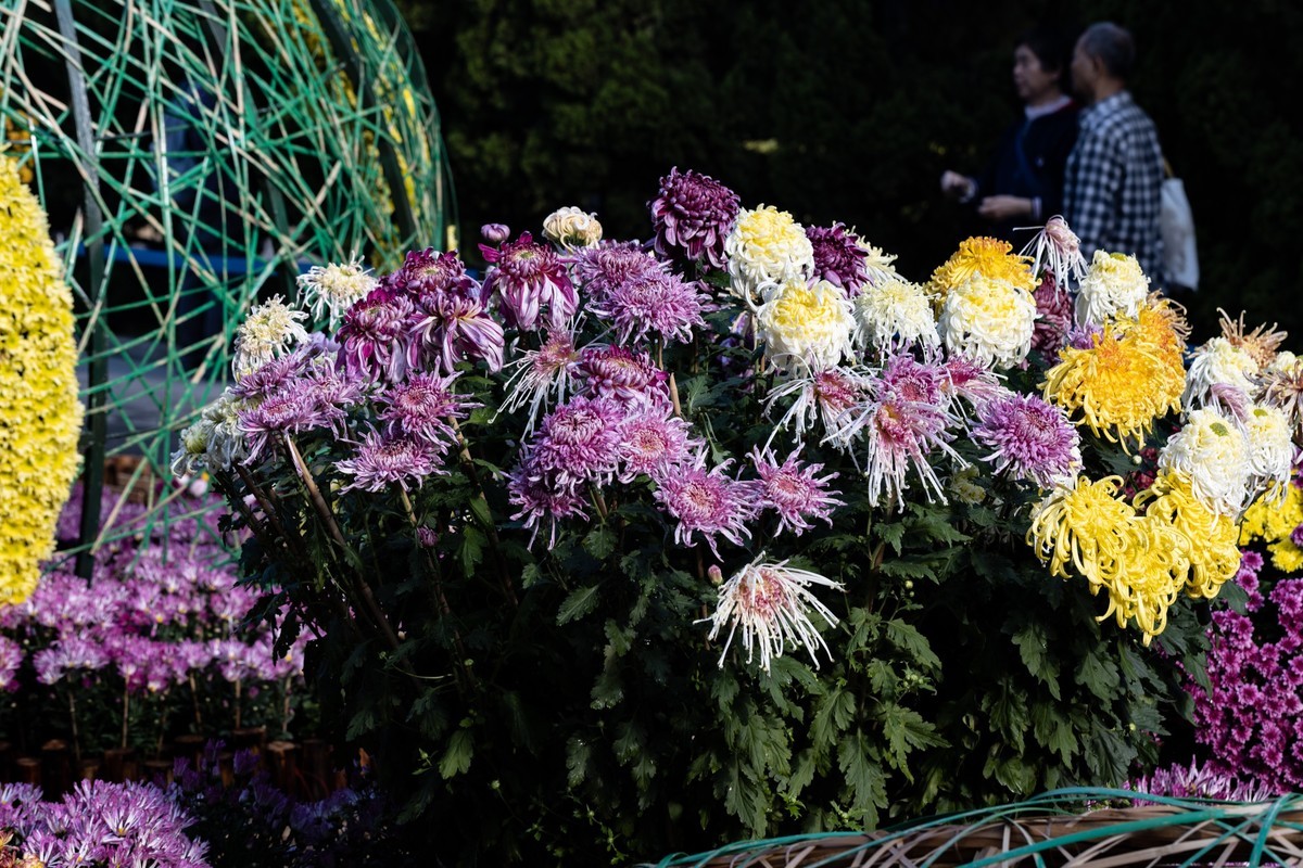 黄花文化节（11）