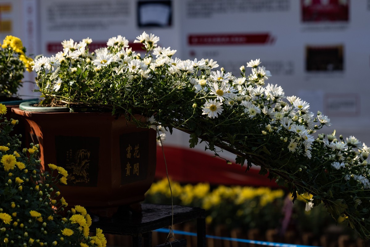 黄花文化节（11）