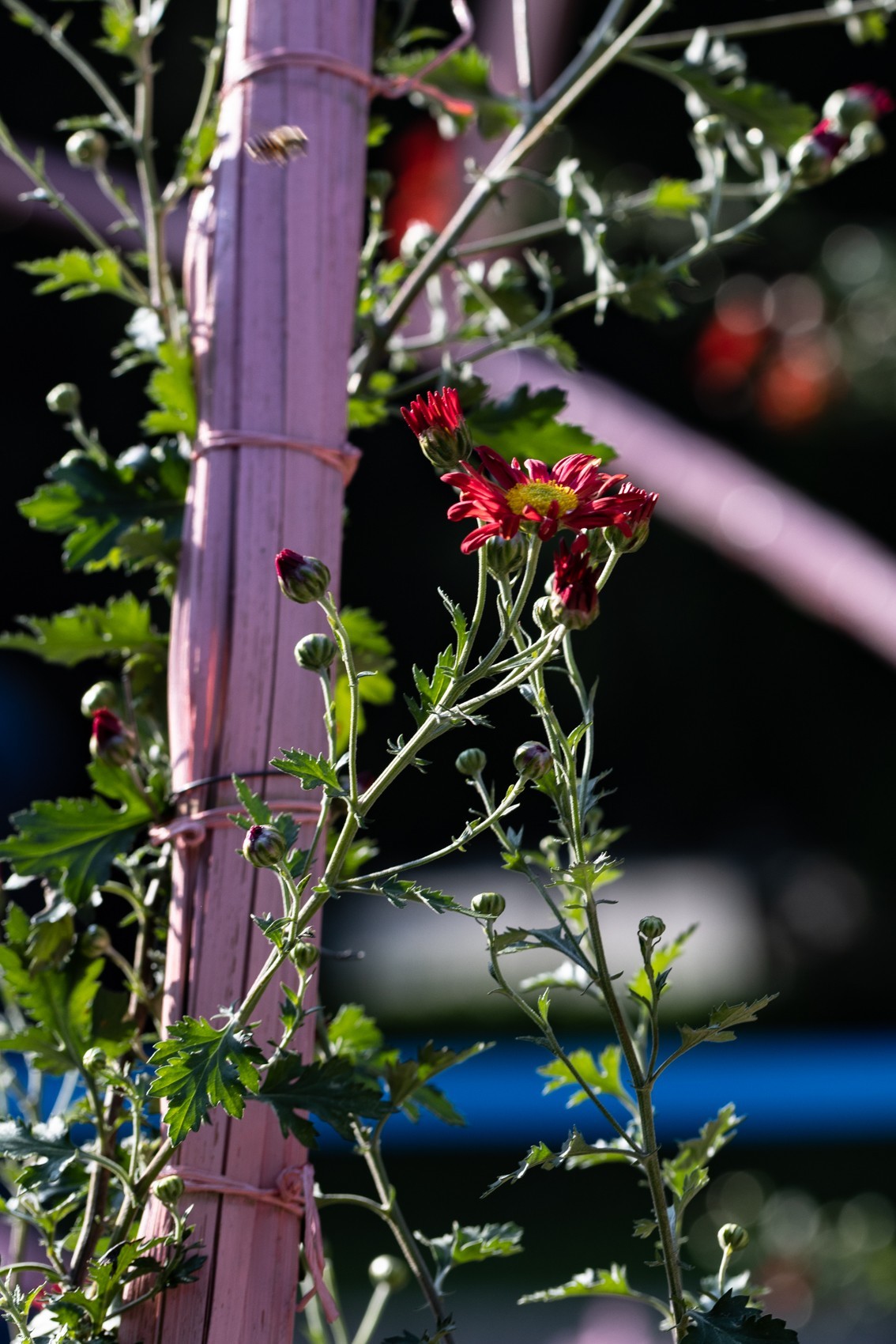 黄花文化节（11）