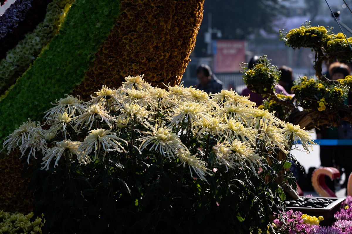 黄花文化节（11）