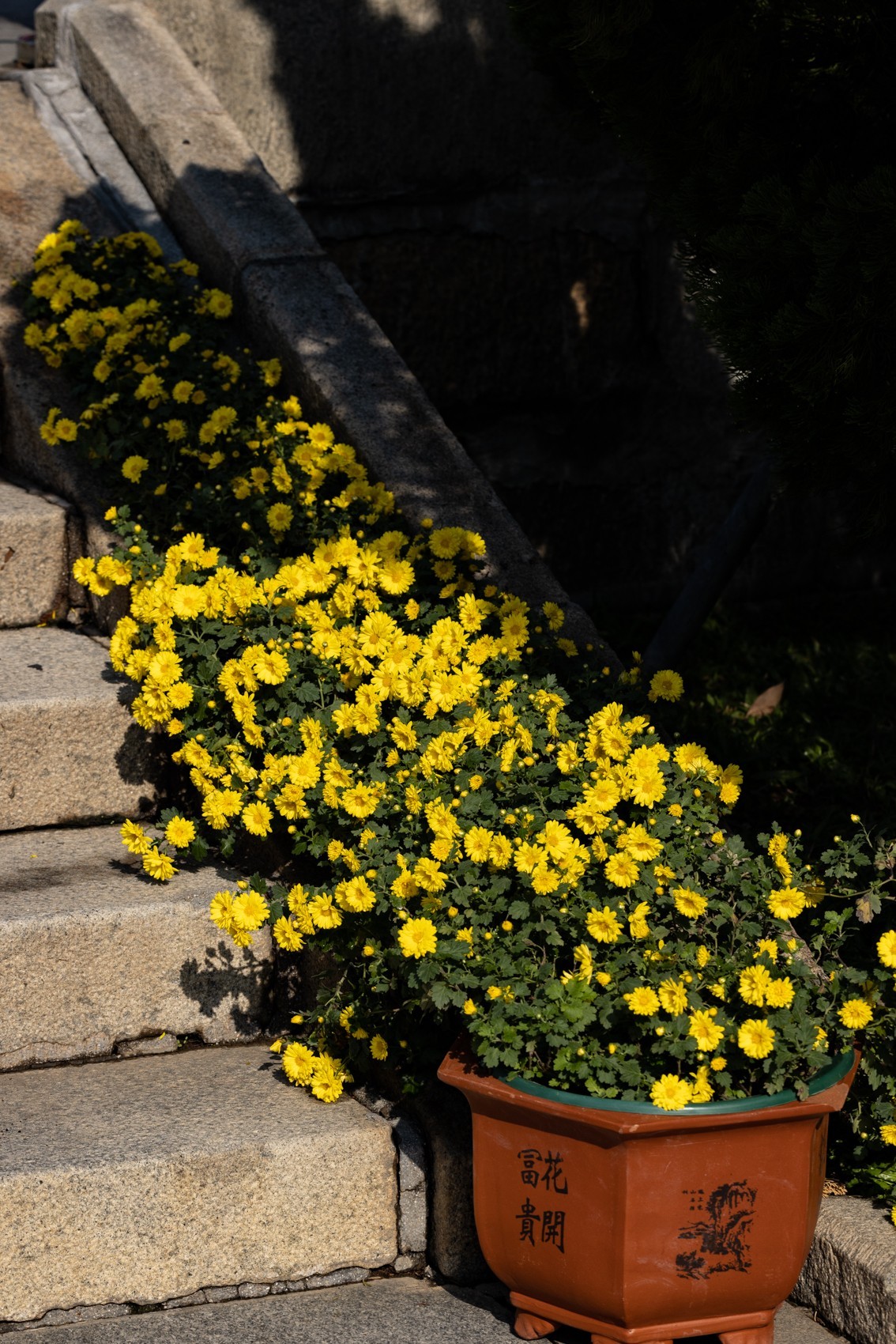 黄花文化节（11）