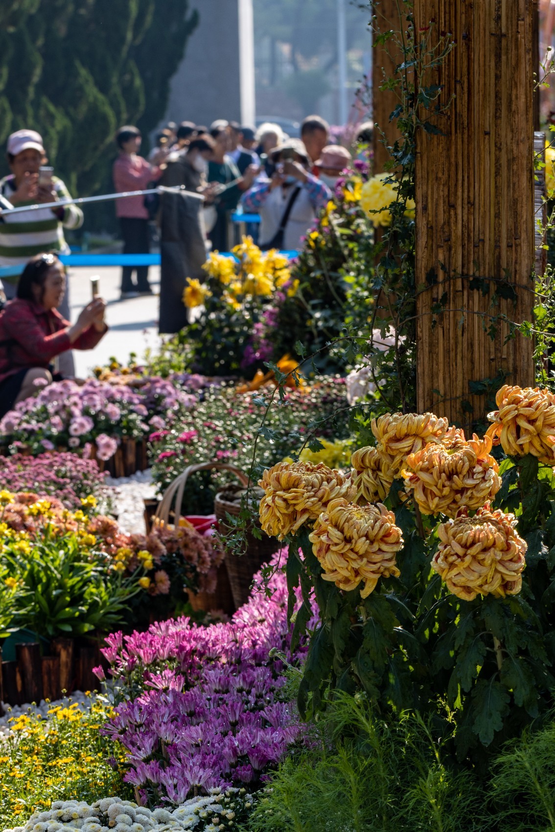黄花文化节（11）
