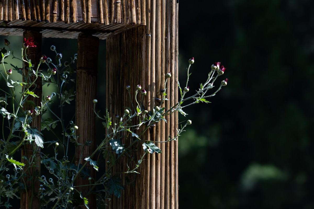 黄花文化节（11）
