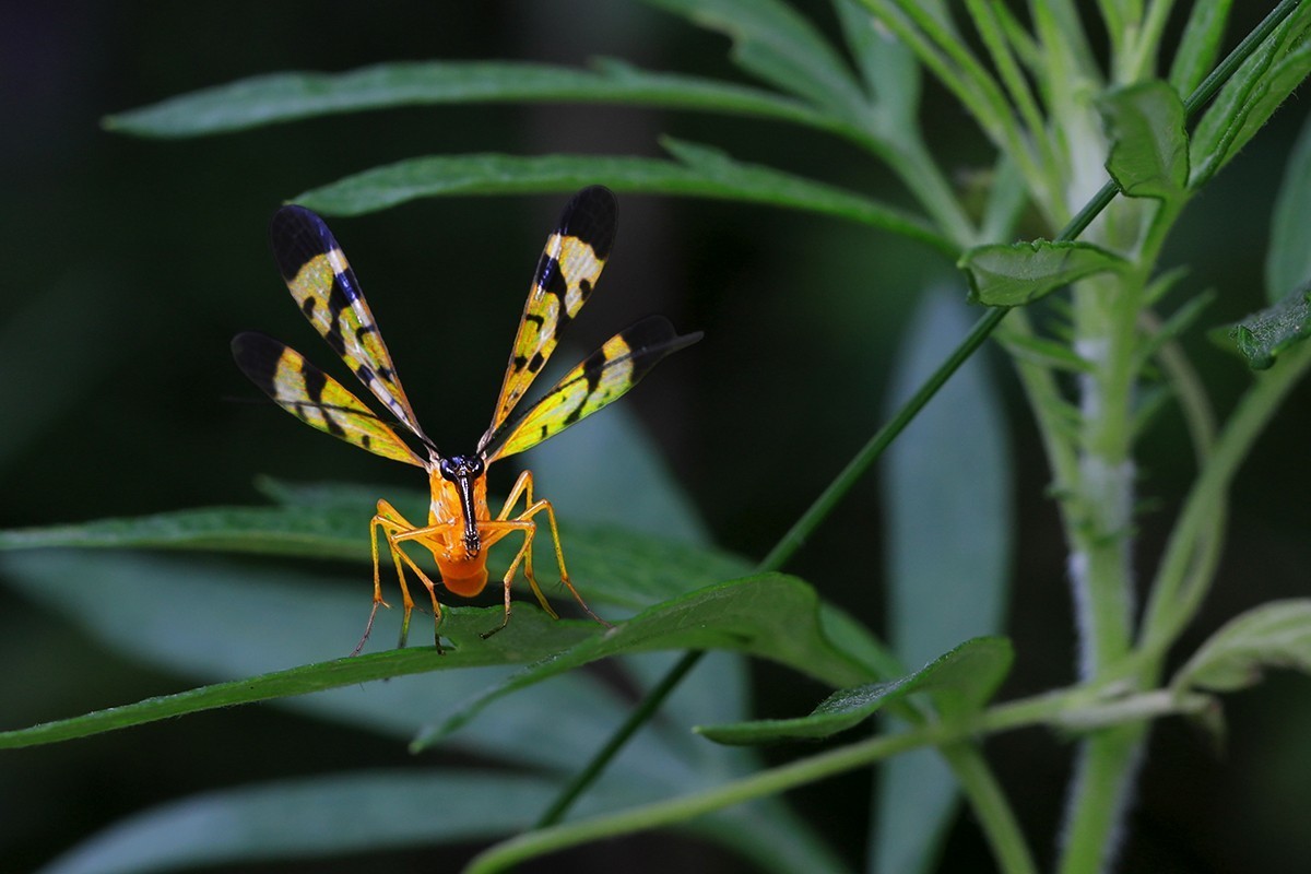 昆虫“蝎蛉” 学名(Panorpidae)