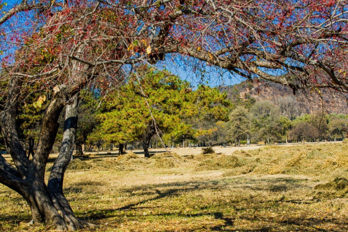 外出随拍（续340）.