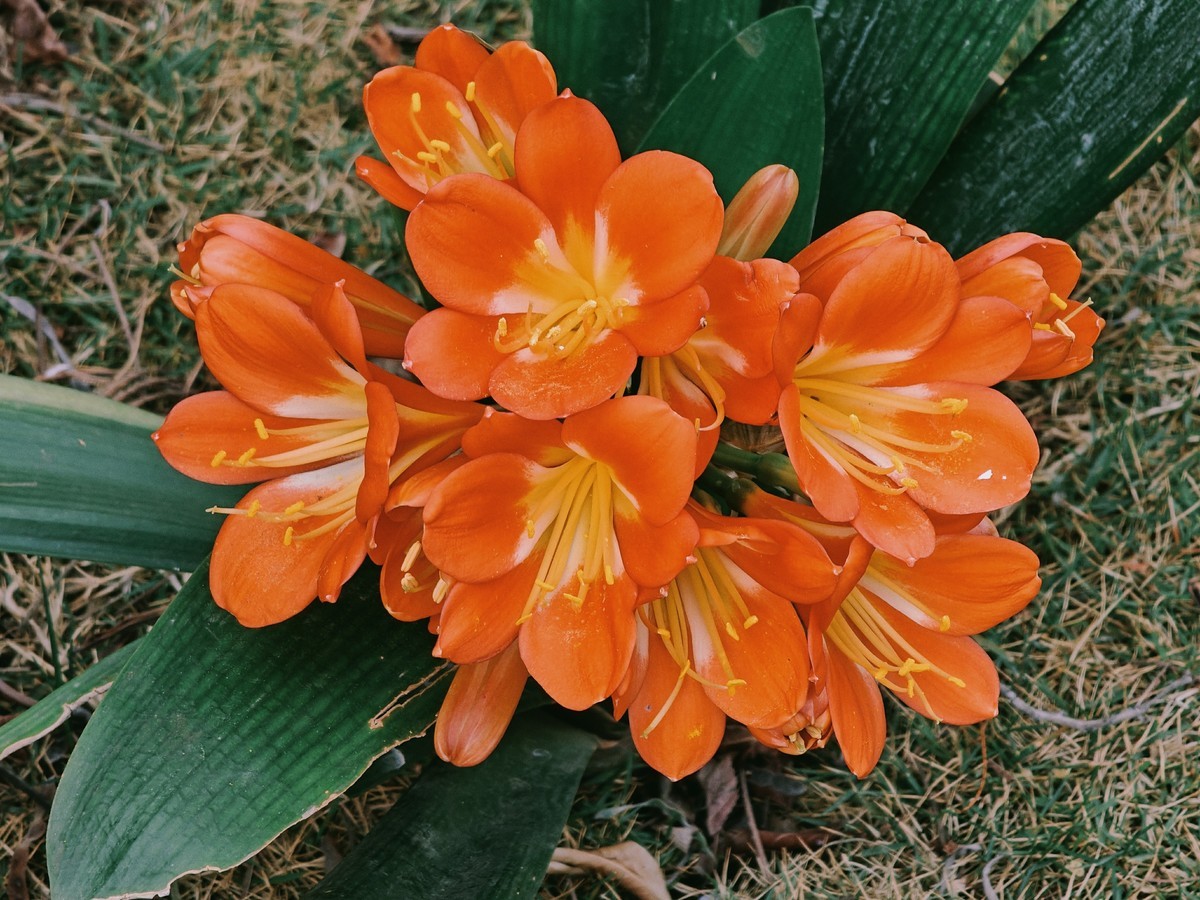 拍摄花卉一（574）