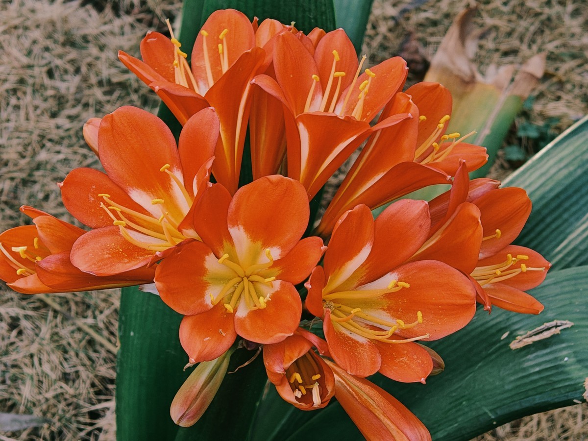 拍摄花卉一（574）