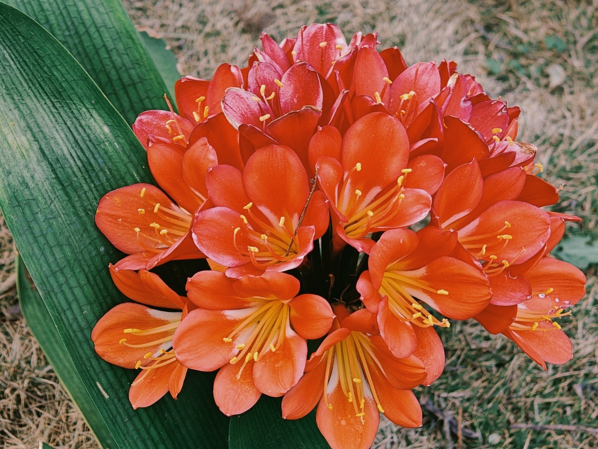 拍摄花卉一（574）